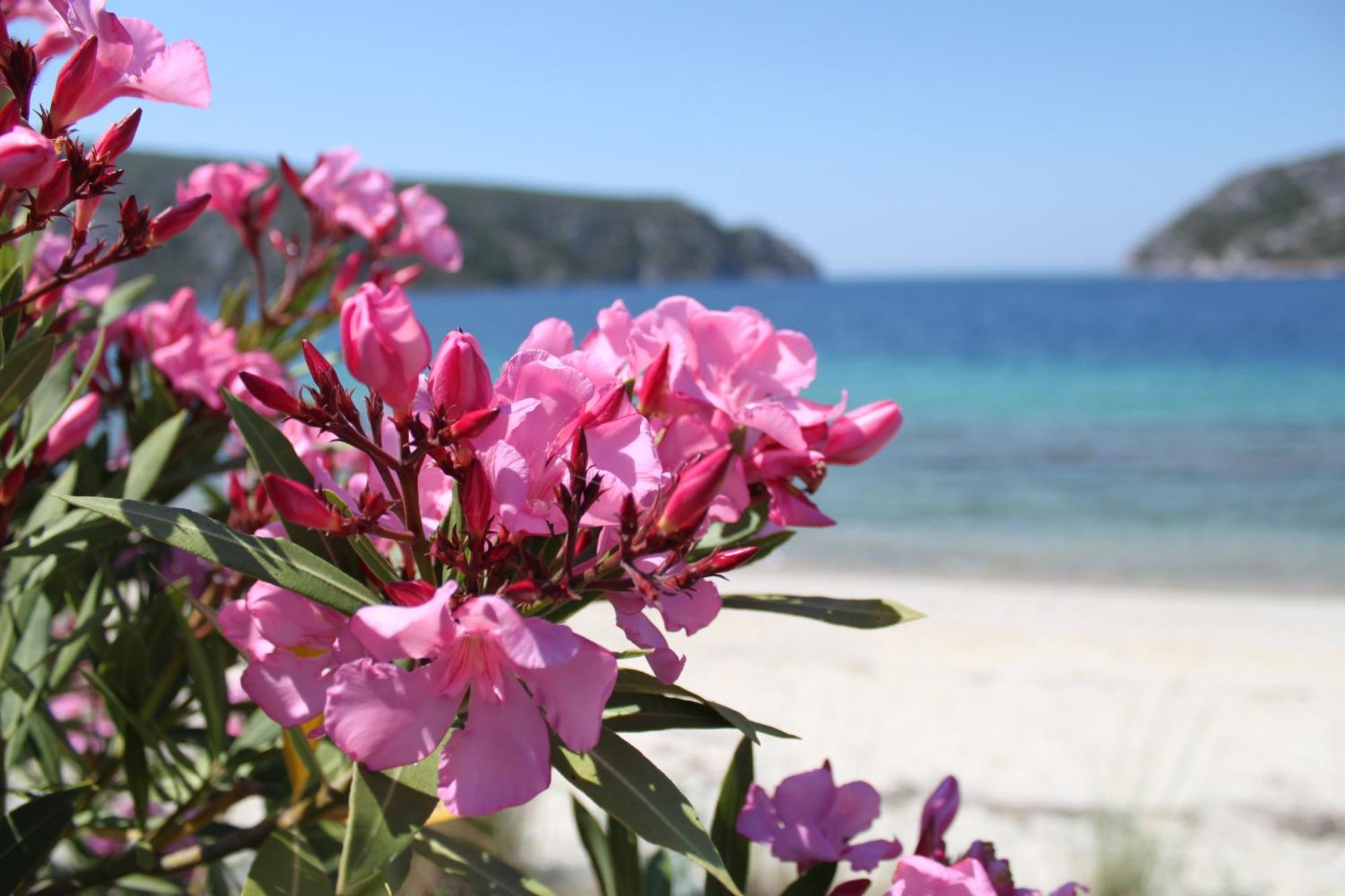 Olia Seaside Residence 120M From The Beach Pefkochori Zewnętrze zdjęcie